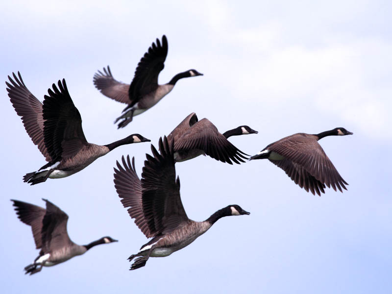 Photo of Geese