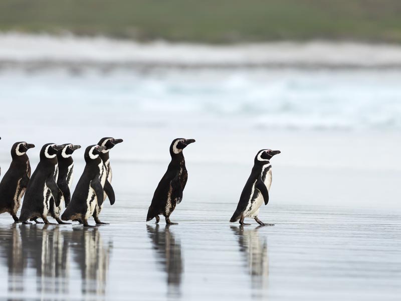 Photos of a group of Magellanic penguins following a lead penguin out to sea.