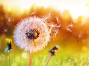 Photo of a dandelion with seed blowing against the background of a field filled with golden light.
