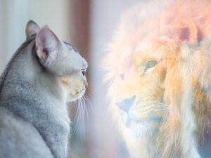 Photo of an ordinary cat looking into a mirror and seeing an extraordinary lion