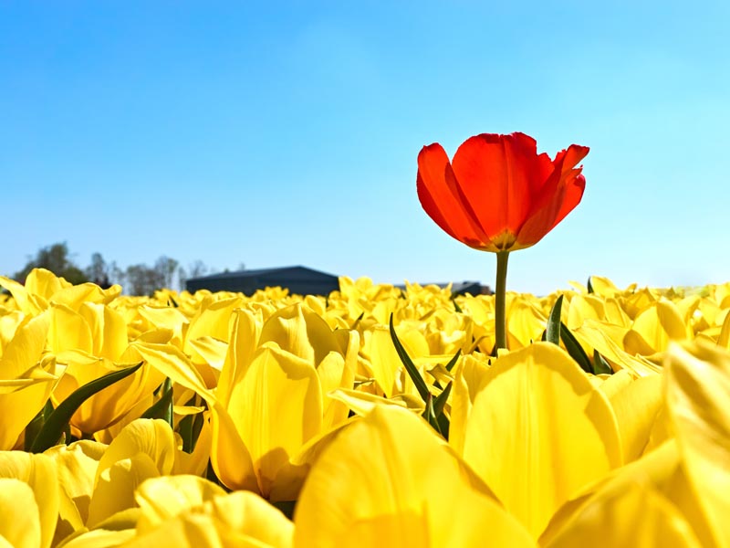 field of yellow tulips with a red standing up.